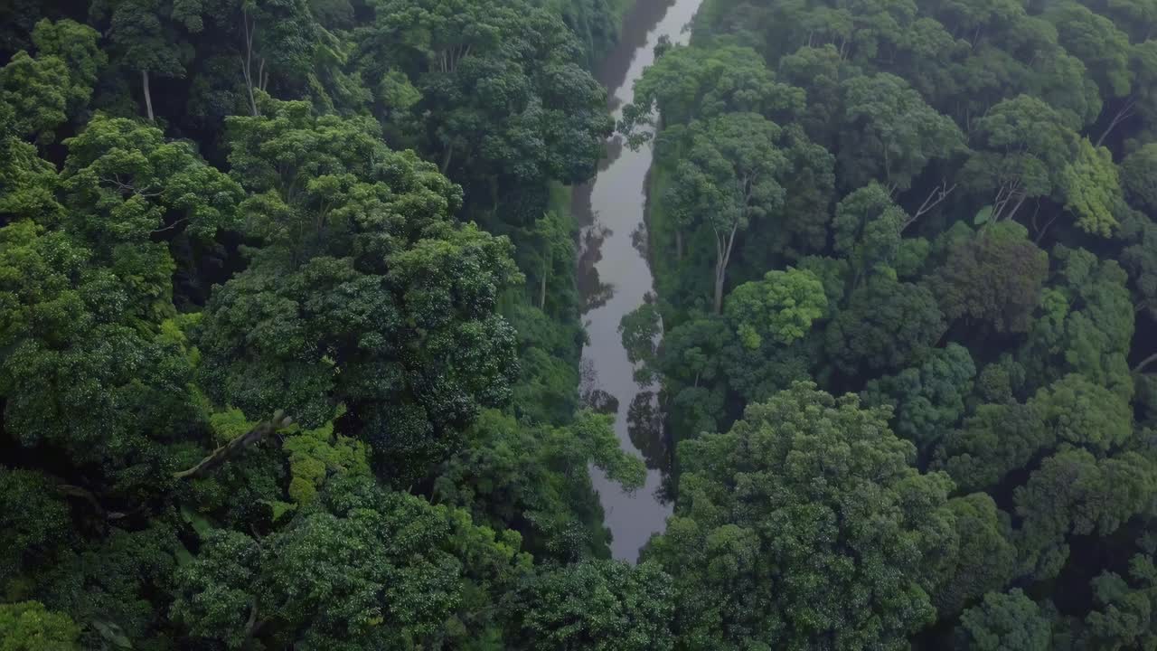 Aerial view of lush green forest with a winding river, captured from a high angle, creating a serene