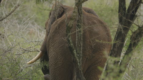 a elephant eating bush at kruger national park, south africa