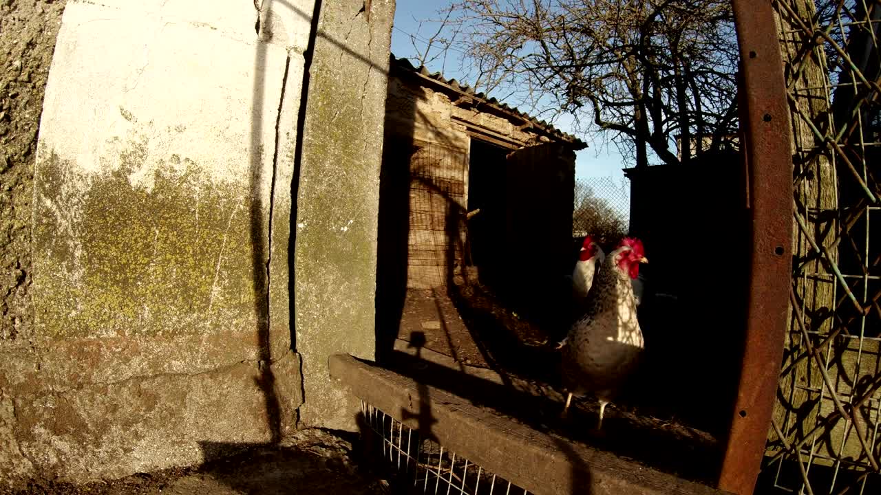몇 마리의 이 집을 돌아다니며, 정기적으로 울타리에 그들을 위해 만들어진 구을 통과합니다.