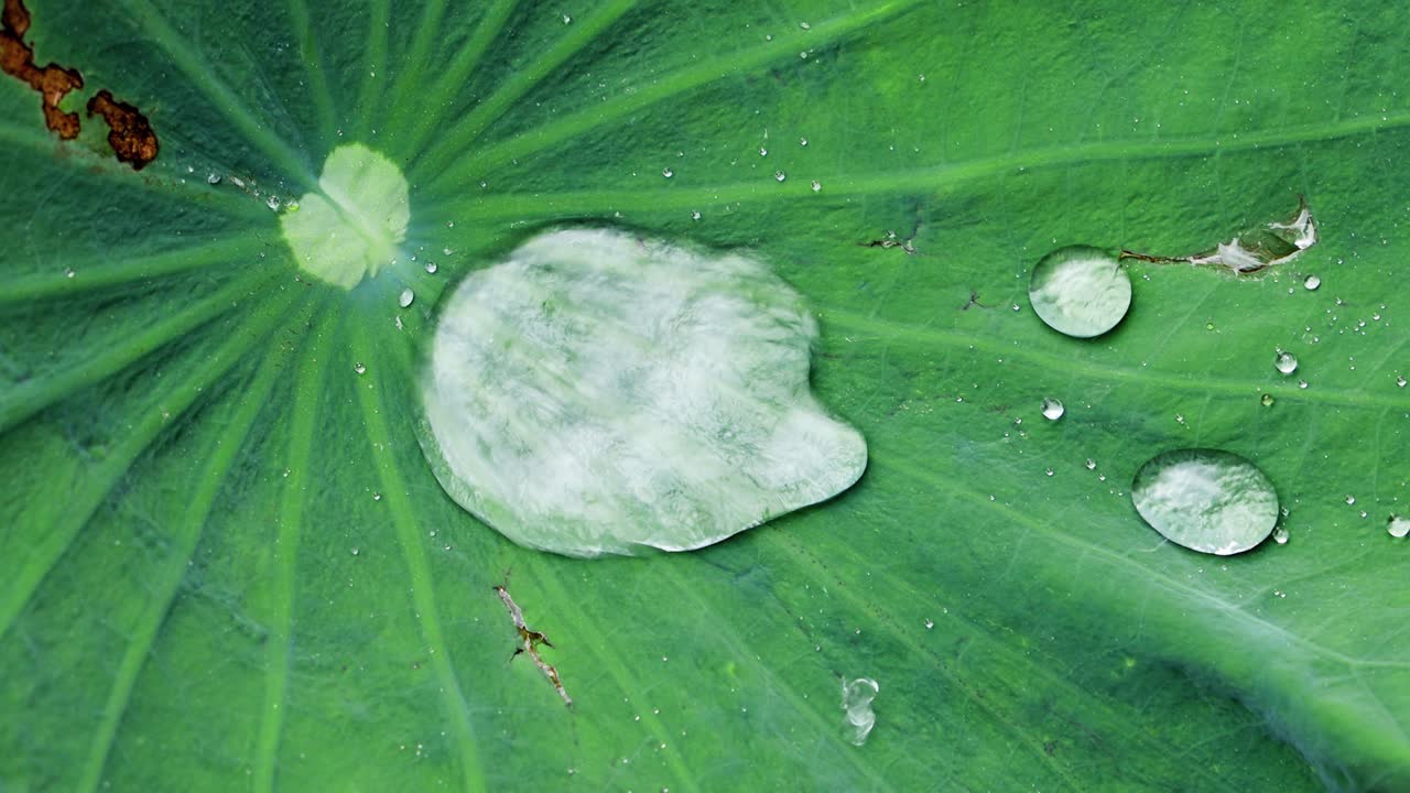 바람 부는 날에 녹색 연꽃 잎 표면에 물방울 - 빗방울의 클로즈업