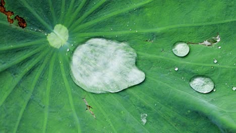 Primer-Plano-De-Gotas-De-Agua--Gotas-De-Lluvia-En-La-Superficie-De-Una-Hoja-De-Loto-Verde-En-Un-Día-Ventoso