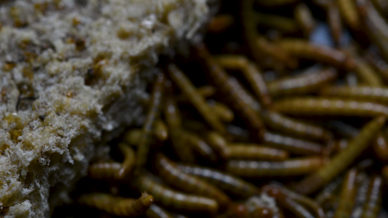 O Tenebrio é uma espécie de besouro Tenebrionidae usado para alimentar animais de estimação como peixes, cobras, pássaros e sapos.
