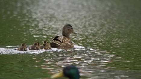ducklings in single row waddle across rippling lake follow mother duck