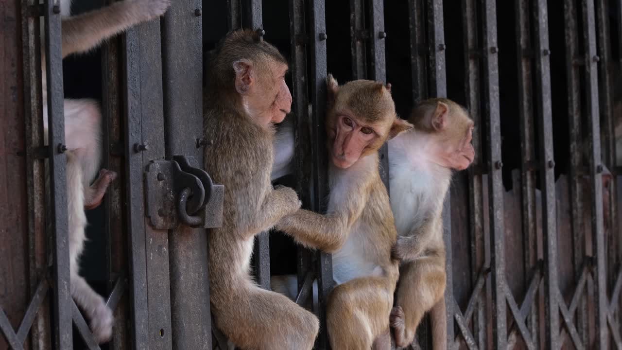 macaco de cola larga, macaca fascicularis tres individuos sentados entre esta puerta de hierro y luego otro baja para unirse a ellos como se ve en un edificio abandonado en lop buri, tailandia