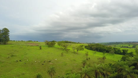 aerial shot flying over palm trees, as goats grazing on the hills in the open field in brazil