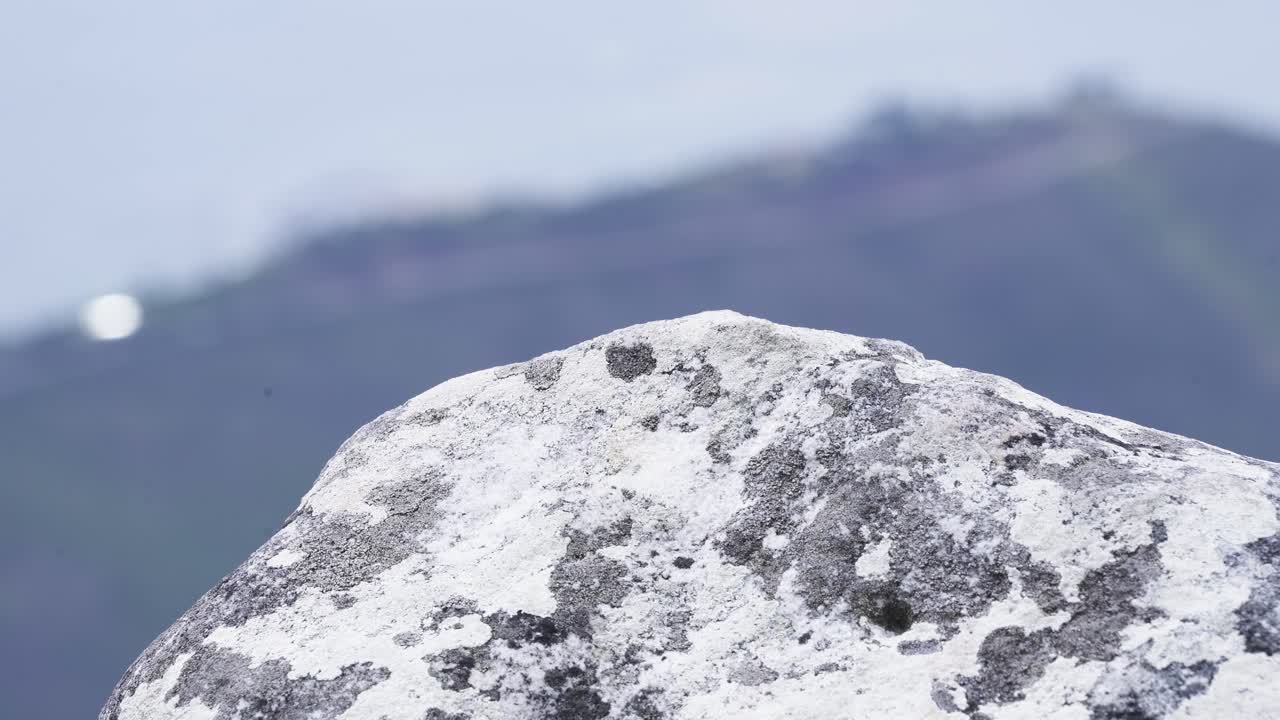 테이블 마운틴, 케이프타운, 남아프리카 공화국의 바위 위에 있는 검은 의 도마