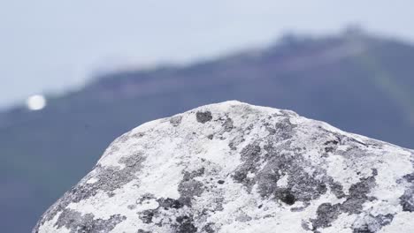 black girdled lizard on a rock on table mountain, cape town, south africa