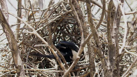 black and white magpie bird hops into large nest of twigs, disappears