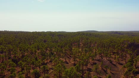 forestry landscape of tenerife island, aerial pan left view