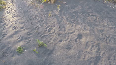 阿拉斯加科迪亞克島 (kodiak island) 野生動物保護區發現了許多新鮮灰熊和棕熊的痕跡