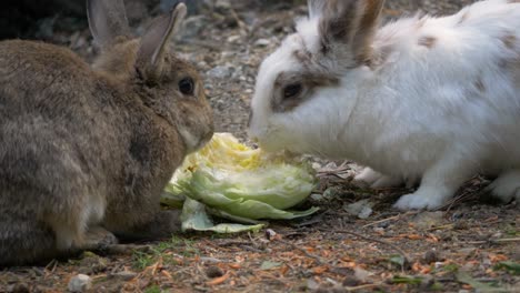 two cute rabbit pets feeding together on a farm in sweden