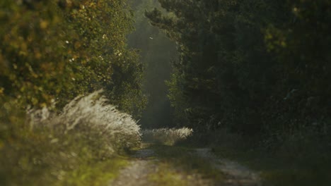 abandoned country forest road hiking dense bush and trees in evening golden hour light