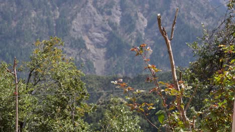 Spring-breeze-gently-moving-through-green-and-budding-plants,-set-against-a-majestic-mountain-backdrop