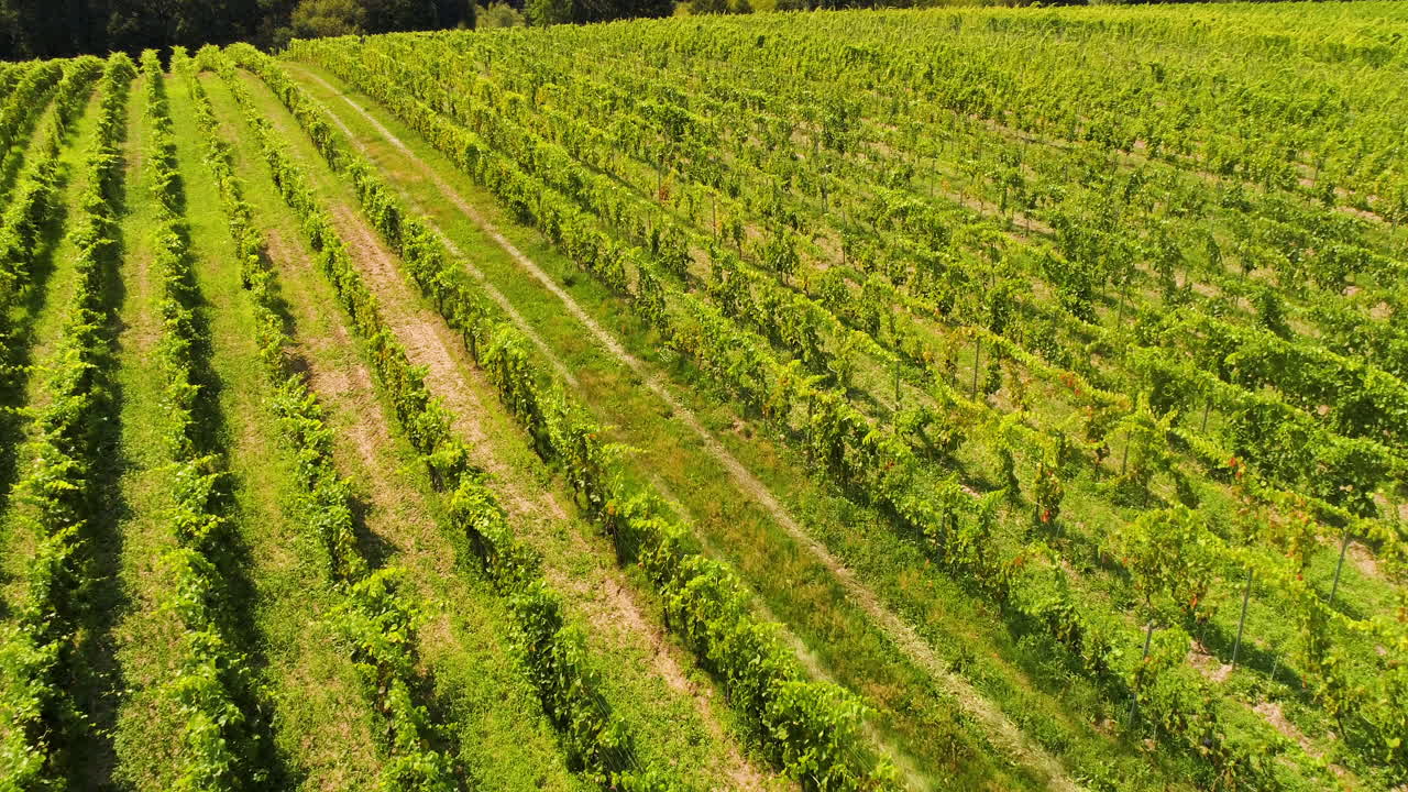 agricultura vista aérea de la producción de vide viña