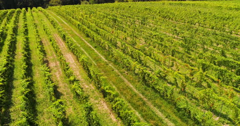 agricultura vista aérea de la producción de vide viña