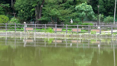 at zempukuji park in tokyo, japan there are many different trails where people often go for long walks, alone or in pairs