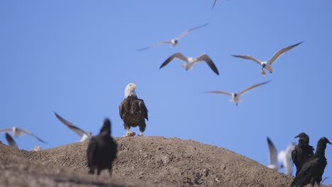 bald eagle standing on mound guarding food from vultures
