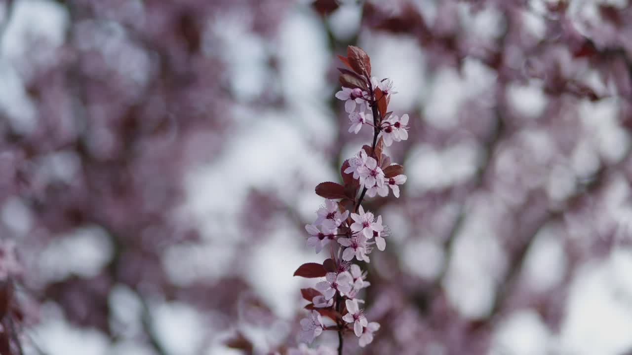 Bellissimi fiori primaverili