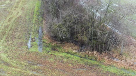 Roebuck-herd-near-agricultural-field,-scared-and-run-into-bare-tree-hideout