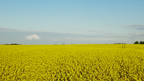 aerial drone flying over flowering rapeseed field over the blue sky in summer poland