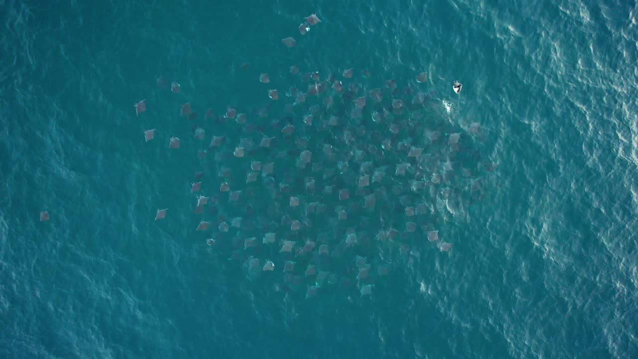 멕시코에서 많은 악마 광선 학교 교육 및 배꼽 플롭 위의 공중 보기 - cenital, drone shot - mobula munkiana