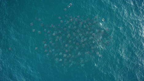 Vista-Aérea-Sobre-Muchos-Rayos-Del-Diablo-Escolarización-Y-Caída-Del-Vientre,-En-México---Cenital,-Tiro-De-Drones---Mobula-Munkiana