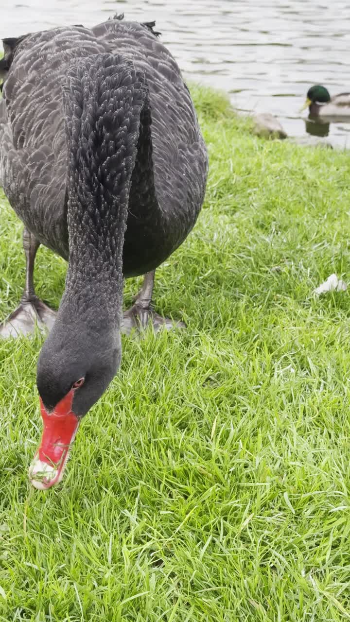 Beautiful black swan with a read peak eating grass - Thirsk, Yorkshire