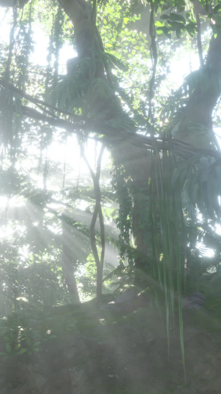 la luz del sol de la jungla brumosa