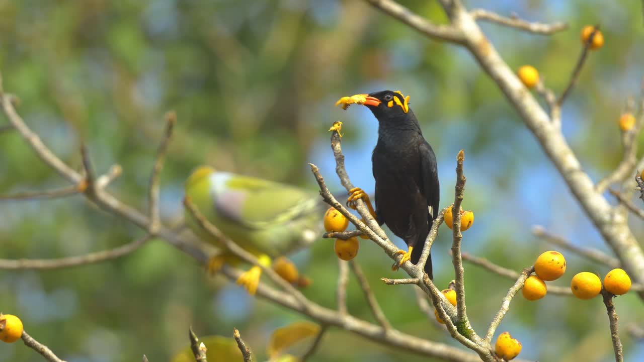Hill Myna ,starling sitting on a Fig tree eating orange fruits in the background a green Pigeon comes in to eat the fig, in the Western Ghats of India in Karnataka