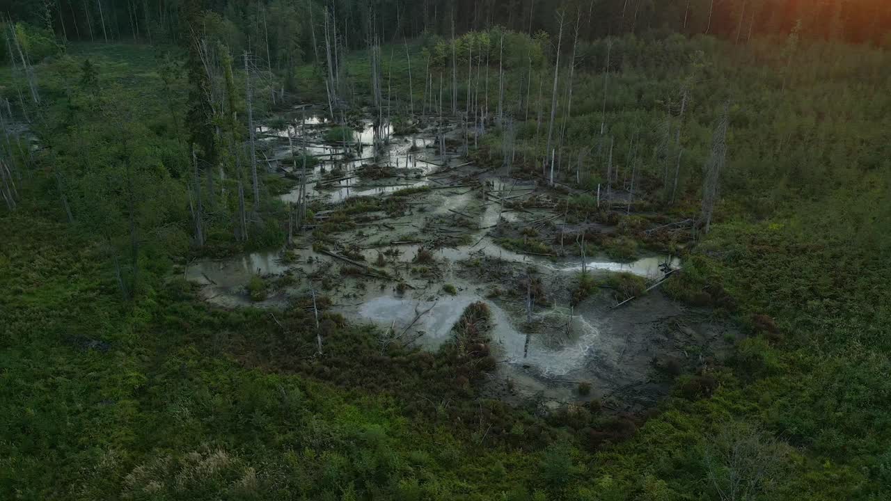 Sunlight falling on forested wetland, swamps fallen trees, Masuria region, Drone shot