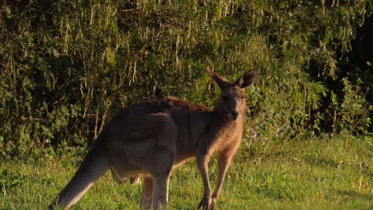 canguro gris oriental pastando en el campo - queensland, australia - cerrar