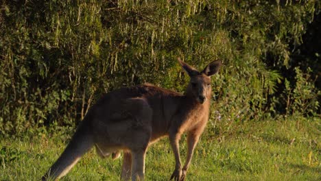 Östliches-Graues-Riesenkänguru,-Das-Auf-Dem-Feld-Weidet---Queensland,-Australien---Nahaufnahme