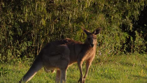 Canguro-Gris-Oriental-Pastando-En-El-Campo---Queensland,-Australia---Cerrar