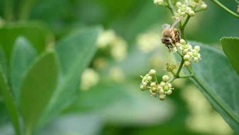 honey bee on bloom of japanese spindle - macro