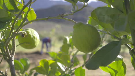 lemon tree and farm worker digging with spade in the background slow motion