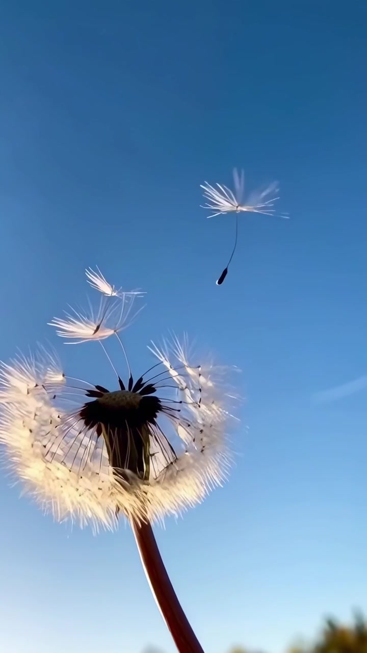 Semi di tarassaco che fluttuano nel vento contro un cielo azzurro limpido