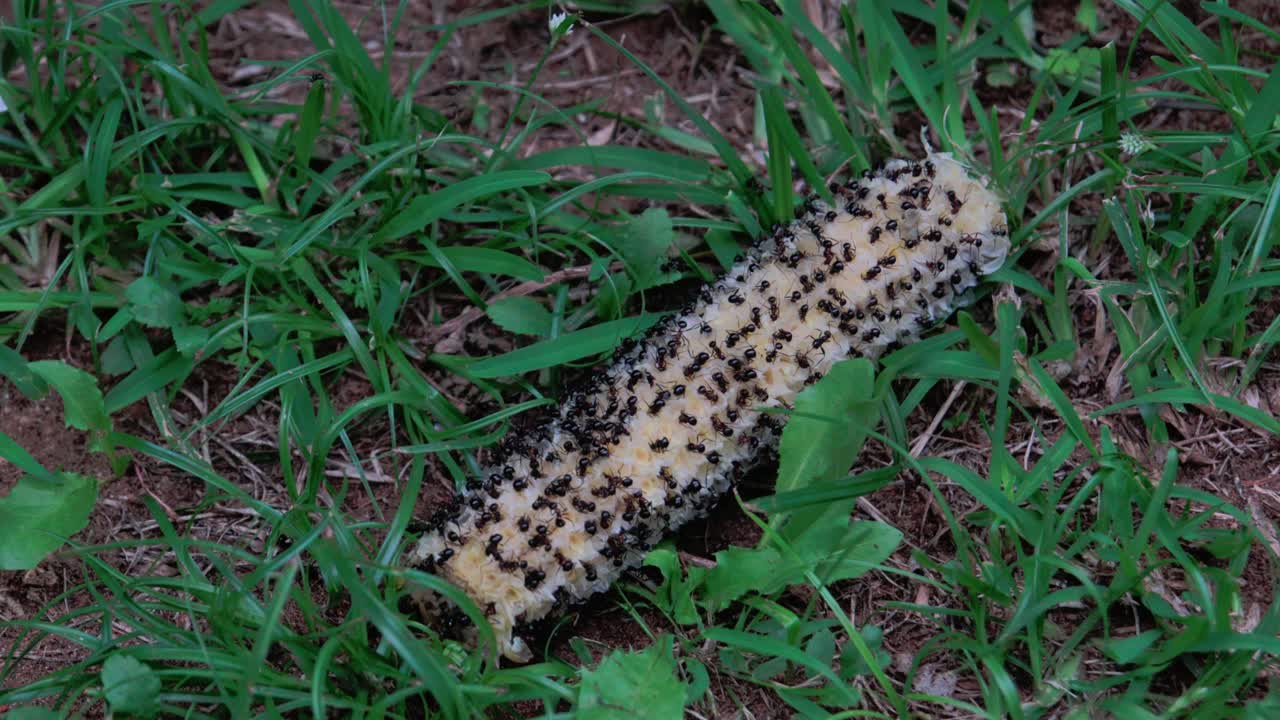 Time-lapse of ants breaking down corn with added color correction