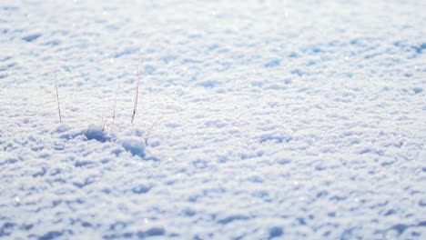 Small-blades-of-brown-grass-stick-out-from-white-snow