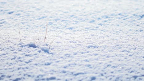 small blades of brown grass stick out from white snow