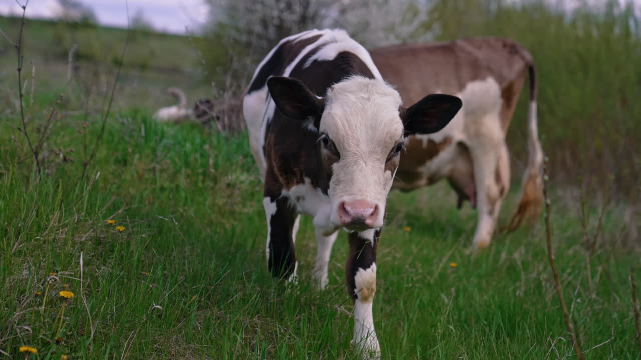 Cows on pasture. Calf and a dairy cow eating green grass. Domestic animals on a meadow. Young black and white calf walking on pasture in spring.