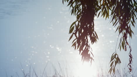 Estanque-Del-Parque-En-Crecimiento-De-Sauce-Llorón.-Luz-Del-Sol-Brillante-Que-Refleja-La-Superficie-Del-Lago.