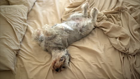 Cute-lazy-funny-grey-schnauzer-dog-pet-lying-on-its-back-belly-up-yawning-and-stretching-enjoying-the-coziness-of-a-messy-bed-and-the-breeze-entering-the-room