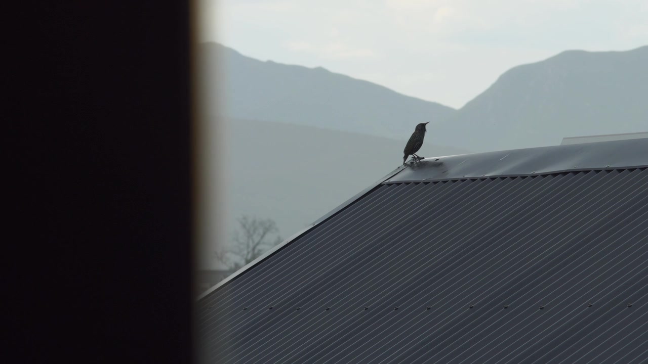 A small dark bird perching on the peak of a gray corrugated metal roof before flying away. Silhouette of misty mountains under an overcast sky in the background. Static eye level view.