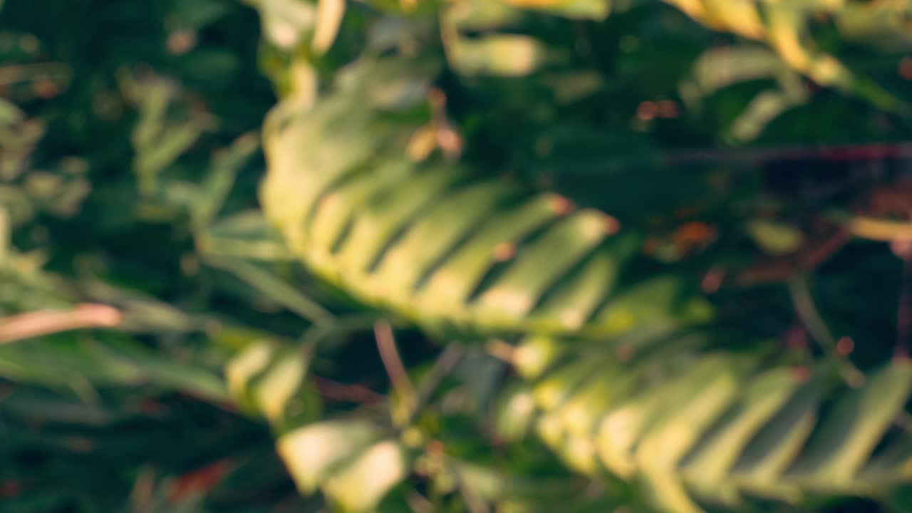 material de archivo vertical - borroso desenfocado del verde tropical que deja la rama del árbol que sopla en el viento concepto de fondo de relajación natural con luz solar, abstracto y bokeh