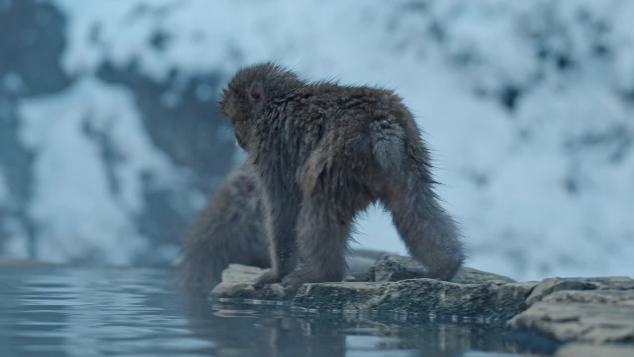 A contemplative Japanese snow monkey sits in a foggy onsen, its serious expression contrasting with the ethereal steam and snowy background of Jigokudani, Japan.