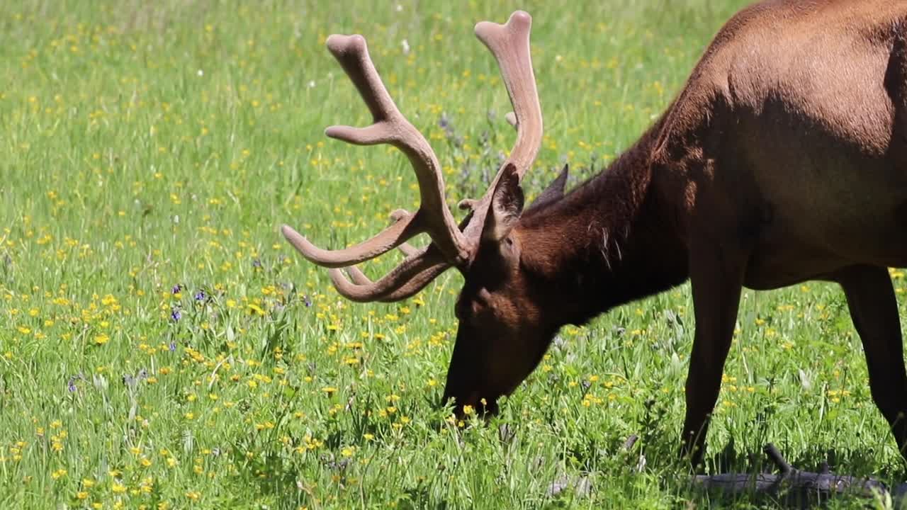 Elk Foraging on Weeds in Yellowstone National Park