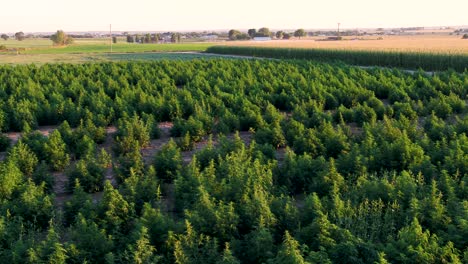 Campo-De-Cáñamo-Con-Plantas-Grandes-Cerca-De-Un-Campo-De-Maíz