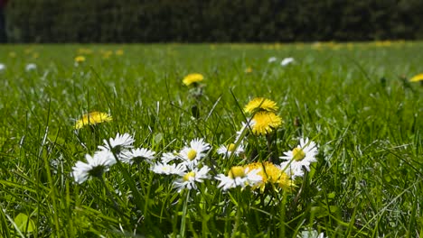 gorgeous low angle close up or closeup footage of dandelion and church clerk flowers that are vibrant yellow and white colored in a grassy vibrant green garden area. bokeh shot with background blurry.