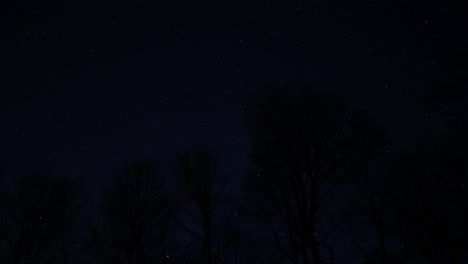 Timelapse-De-Senderos-De-Estrellas-Con-Siluetas-De-árboles-Contra-El-Cielo-Nocturno