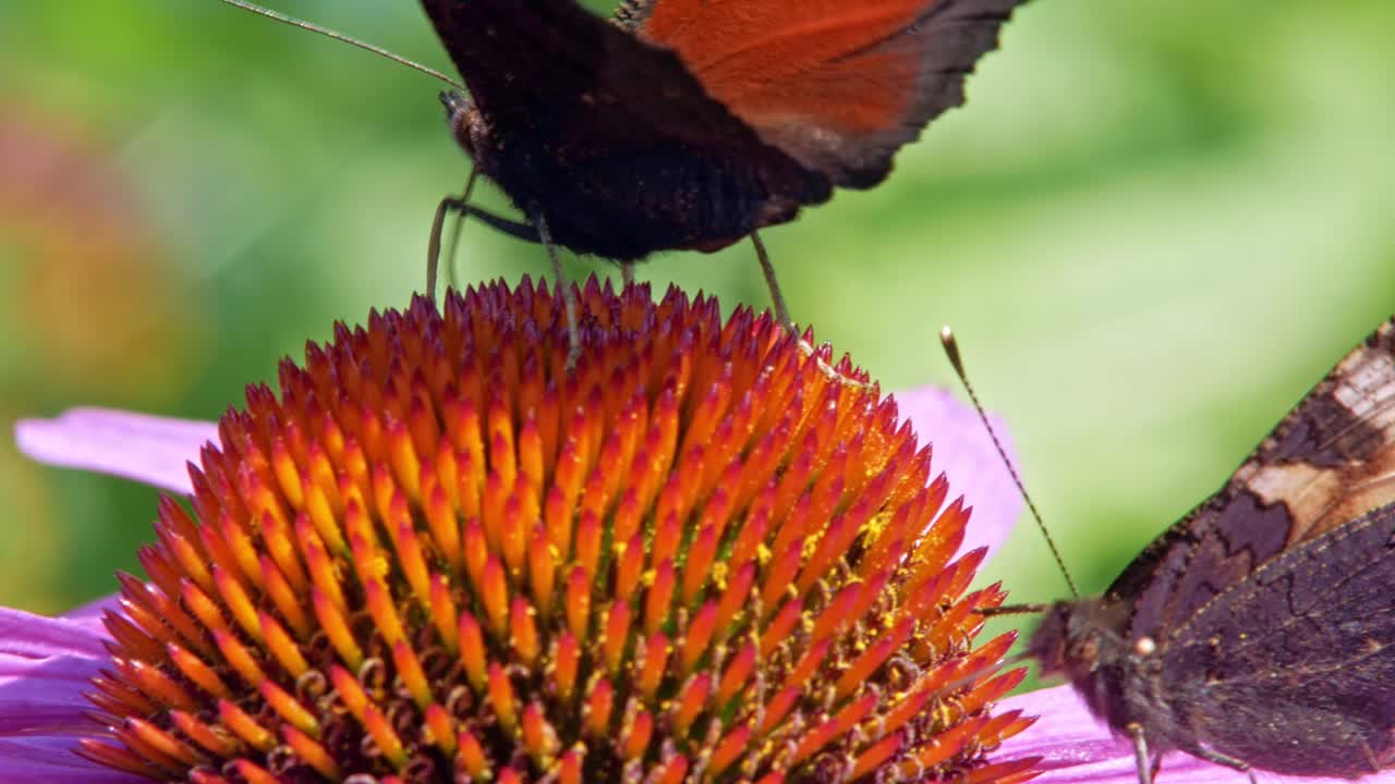 un primerísimo plano macro de dos pequeñas mariposas de concha de tortuga naranja sentadas en flor cónica púrpura sobre fondo verde